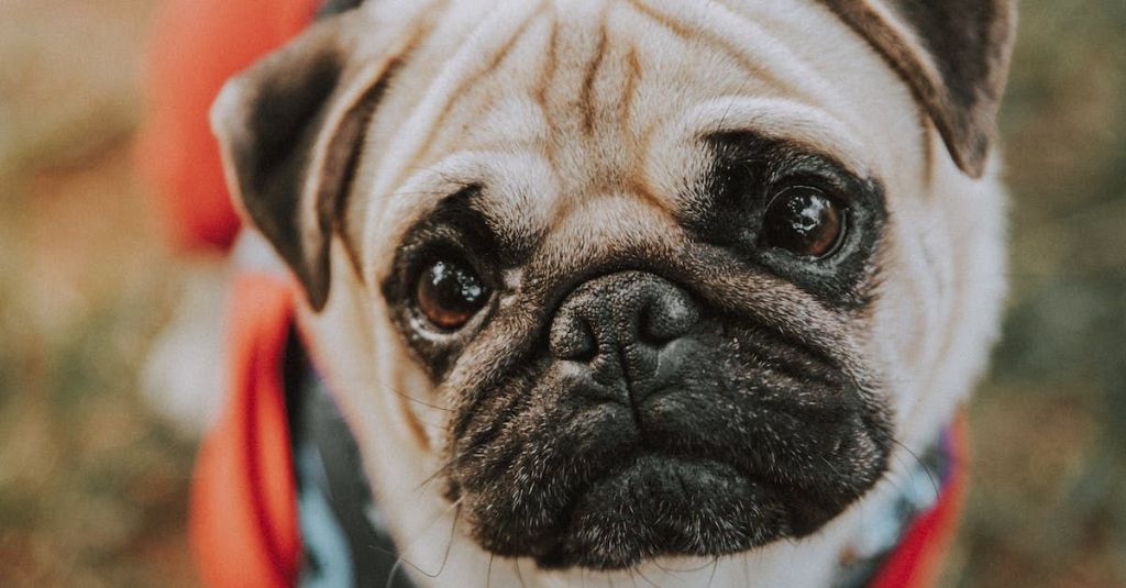 Smile, cachorro perdido em Sarandi - PR
