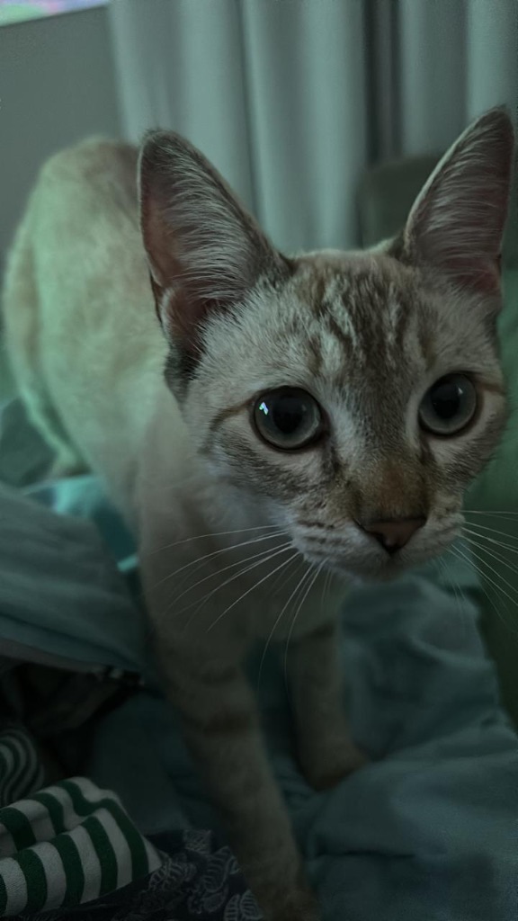Hana, gato perdido em Hortolândia - SP